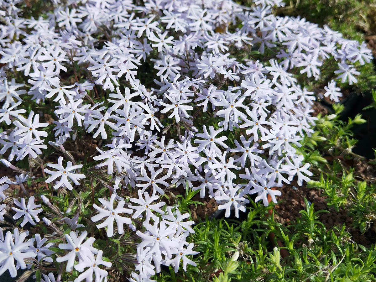 Phlox bifida 'Frohnleiten' photo